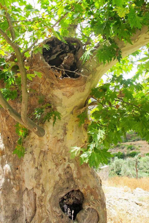 Petrakis Cretan Homes Kíssamos Exteriör bild